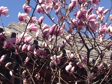 Blumen
